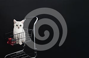 small scottish kitten in a shopping cart along with christmas gift boxes