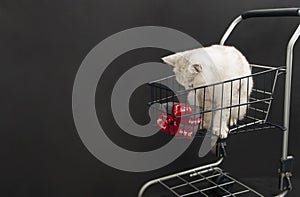 small scottish kitten in a shopping cart along with christmas gift boxes