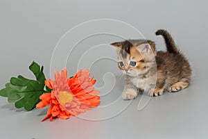 Small Scottish kitten is walking towards a flower