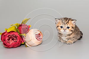 Small Scottish short-legged kitten and flowers