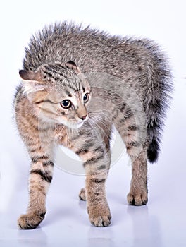 Small Scottish straight kitten looking scared photo