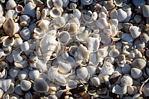 Small sea clams with grass lightned by sun on beach of Chelem, Mexico