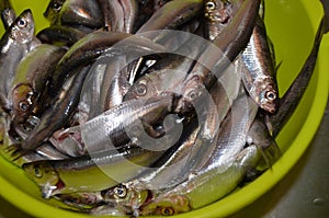 Small sea dietary fish sprat in a green colander photo