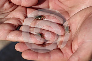 Small sea inhabitants. A baby crab.