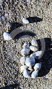 Small Sea Shells Sheltering on a Rock