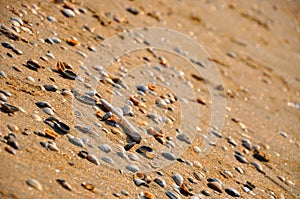 Small sea shells on yellow sand beach