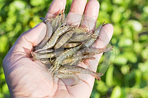 Small sea shrimp on the hand.