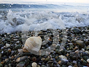 Small sea snale on the shore