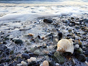 Small sea snale on the shore