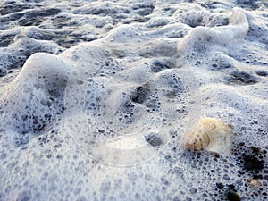 Small sea snale on the shore