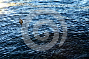 Small seagull floating on the water surface