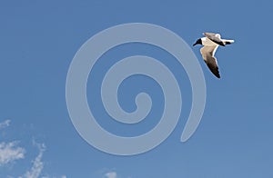 Small seagull flying in a very blue sky