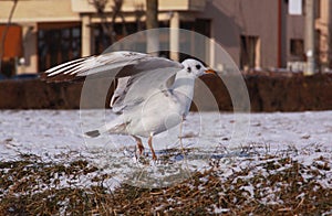 Small seagull with opened wings on the ground