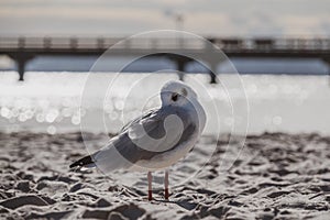 Small seagull stands in the white beach sand of the Baltic Sea