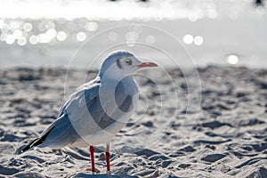 Small seagull stands in the white beach sand of the Baltic Sea