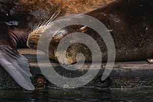 small sealion female sleeps near others on wooden dock