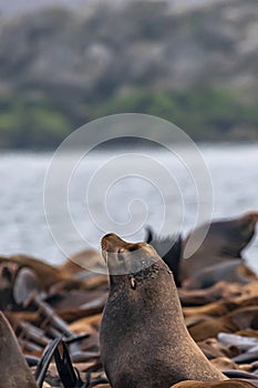 small sealion holds head up near pacific ocean