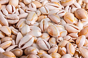 Small seashell heap