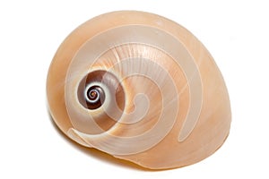 Small Seashell II