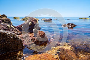 Small seashell on a rock in shallow sea.