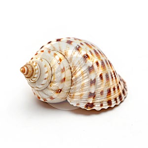 Small seashell with unique pattern isolated on white background