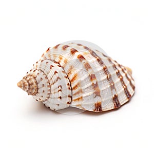 Small seashell with unique pattern isolated on white background