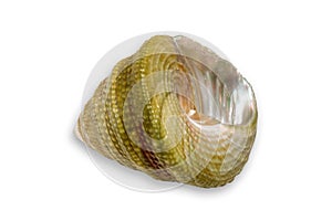 Small Seashell VI