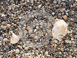 Small seashells on the beach. Background of the shell. Sea shells on sand can be use for background, template, greeting card and