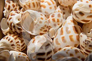 Small seashells close-up
