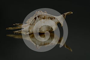 Small seasnail shell, broken by the sea