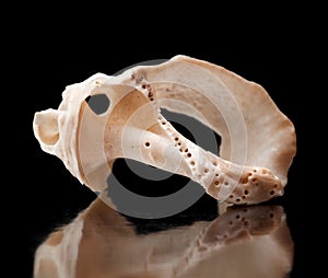 Small seasnail shell