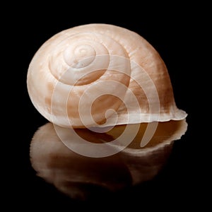 Small seasnail shell