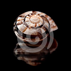 Small seasnail shell