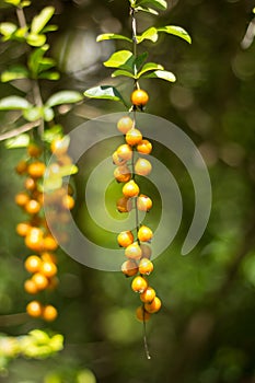 Small seed of  Duranta repens Flower  on tree