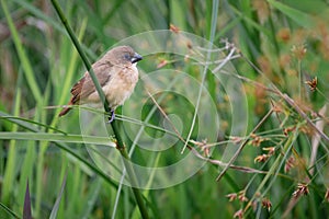 Small seedeater perched on a branch among the beautiful green grass