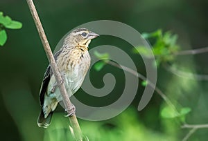 small seedeater on a tree branch