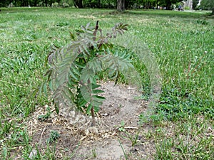 Small seedling of acetic tree with green-red long leaves grows in the ground on the lawn