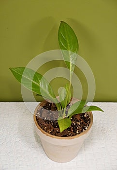 A small seedling of Anthurium Bonplandii, a tropical houseplant photo