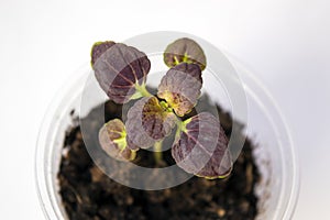 Small seedling of coleus Black Dragon