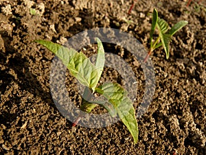 Small seedlings of ash leaved maple