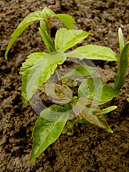 Small seedlings of ash leaved maple