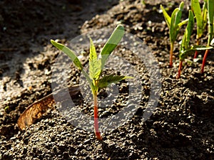 Small seedlings of ash leaved maple