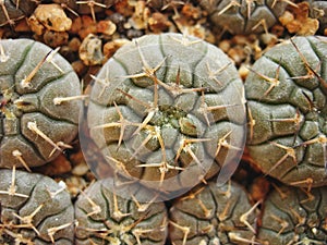 Small seedlings of cactus Gymnocalycium riojense VG347