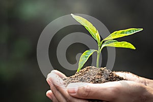 Small seedlings that grow in human hands, plant trees to reduce global warming, Forest conservation, World Environment Day