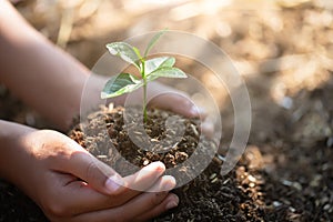 Small seedlings that grow in human hands, plant trees to reduce global warming, Forest conservation, World Environment Day