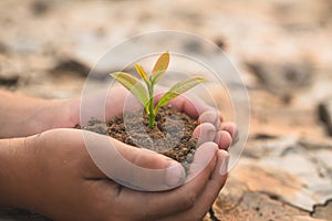 Small seedlings that grow in human hands, plant trees to reduce global warming, Forest conservation, World Environment Day