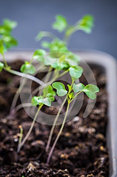 Small seedlings growing in cultivation tray