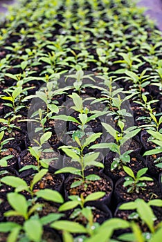 Small seedlings in growing tray