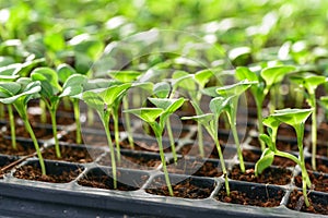 Small seedlings of lettuce in cultivation tray