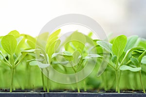 Small seedlings of lettuce in cultivation tray